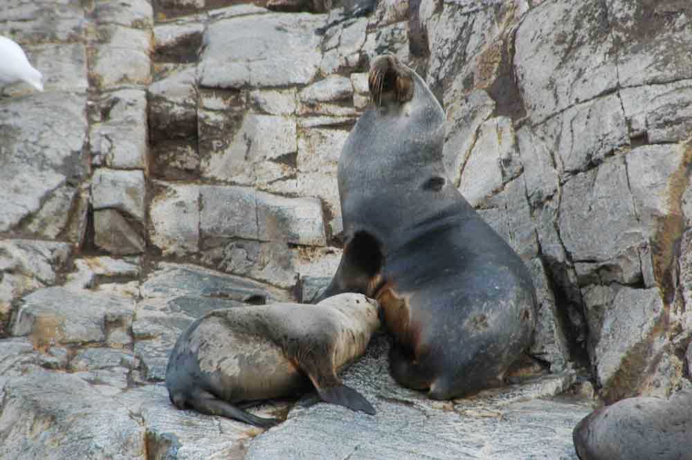 Lobo Marino - isla de los lobos - Ushuaia - Argentina 2.jpg